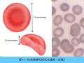 组织胚胎学-4.血液图36