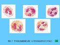 组织胚胎学-4.血液图42
