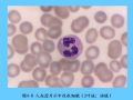 组织胚胎学-4.血液图43