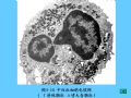 组织胚胎学-4.血液图45