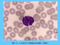 组织胚胎学-4.血液图46