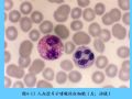 组织胚胎学-4.血液图48