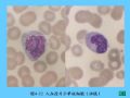 组织胚胎学-4.血液图50
