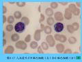 组织胚胎学-4.血液图52