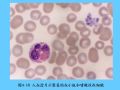 组织胚胎学-4.血液图53