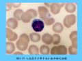 组织胚胎学-4.血液图54