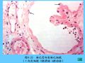 组织胚胎学-4.血液图56