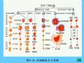 组织胚胎学-4.血液图61