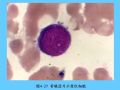组织胚胎学-4.血液图62