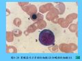 组织胚胎学-4.血液图63
