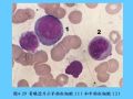 组织胚胎学-4.血液图64