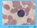 组织胚胎学-4.血液图65