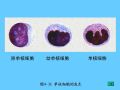 组织胚胎学-4.血液图66