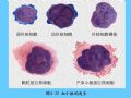 组织胚胎学-4.血液图67