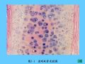 组织胚胎学-5.软骨和骨图31