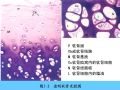 组织胚胎学-5.软骨和骨图32