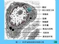 组织胚胎学-5.软骨和骨图33