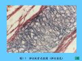 组织胚胎学-5.软骨和骨图37