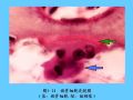 组织胚胎学-5.软骨和骨图45