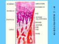 组织胚胎学-5.软骨和骨图53
