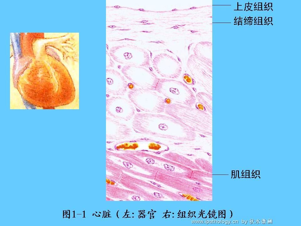 组织胚胎学-1.绪论图24