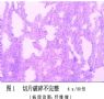 常规石蜡制片HE染色无二甲苯全程处理套液简介及部分图片图1