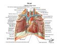 请大家熟悉心脏的解剖图1
