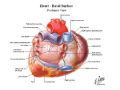 请大家熟悉心脏的解剖图2