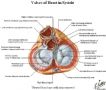 请大家熟悉心脏的解剖图3