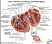 请大家熟悉心脏的解剖图5