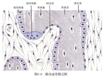 组胚课件3--骨&软骨【091115】图19
