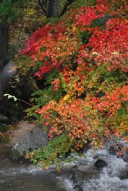 红叶与瀑布图1