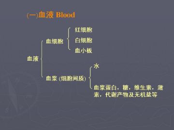 组胚课件4--血液和血细胞的发生【091116】图1