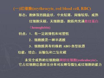 组胚课件4--血液和血细胞的发生【091116】图2