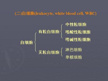 组胚课件4--血液和血细胞的发生【091116】图7