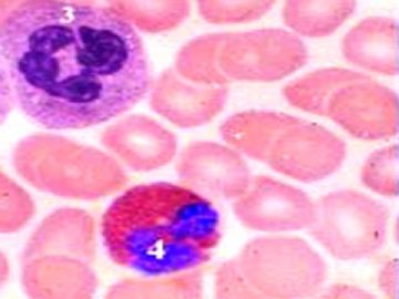组胚课件4--血液和血细胞的发生【091116】图12