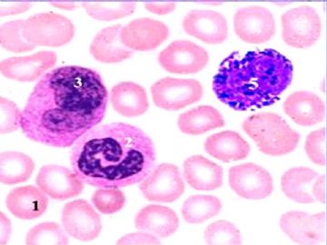 组胚课件4--血液和血细胞的发生【091116】图15