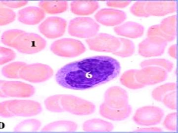 组胚课件4--血液和血细胞的发生【091116】图18