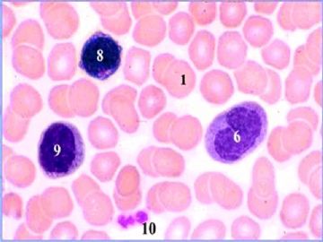 组胚课件4--血液和血细胞的发生【091116】图24