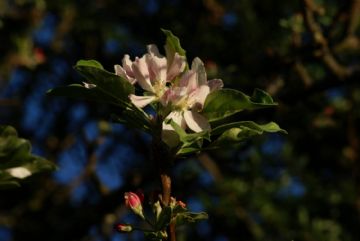 苹果花儿开图1