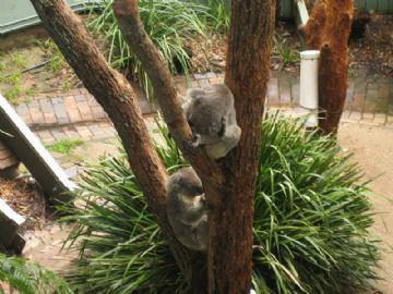 澳大利亚可爱的树袋熊！图1