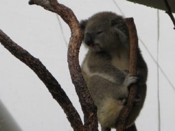 澳大利亚可爱的树袋熊！图3