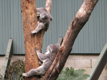 澳大利亚可爱的树袋熊！图4