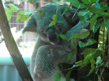 澳大利亚可爱的树袋熊！图9