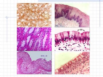 组织胚胎学-上皮组织图片图2