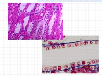 组织胚胎学-上皮组织图片图9