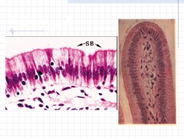 组织胚胎学-上皮组织图片图11