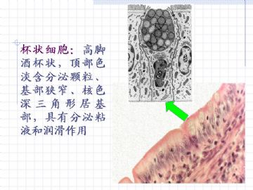 组织胚胎学-上皮组织图片图12