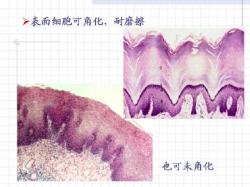 组织胚胎学-上皮组织图片图16