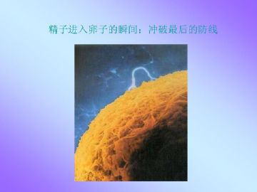 ZT-胚胎学-人体受孕全过程（图片）图6